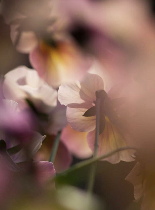 Día uno: no empieza un año, empieza una versión más consciente de ti ✨